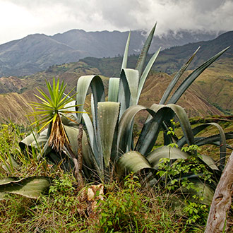 ECUADOR VILCABAMBA | ECUADOR