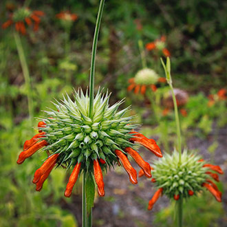 ECUADOR VILCABAMBA | ECUADOR