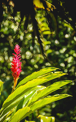 GUATEMALA RIO DULCE | GUATEMALA
