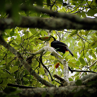 GUATEMALA TIKAL | GUATEMALA