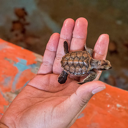 INDONESIA PADANG | INDONESIA