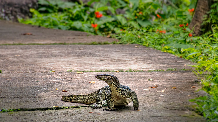 INDONESIA PADANG | INDONESIA