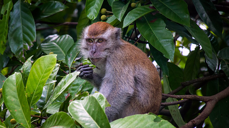 INDONESIA PADANG | INDONESIA