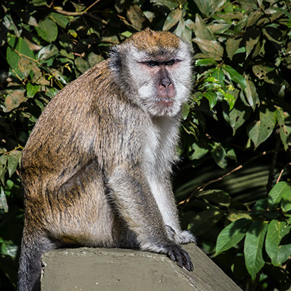 INDONESIA PARIANGAN | INDONESIA