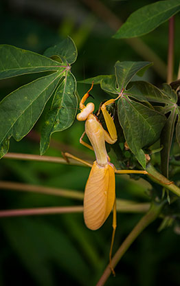 INDONESIA TASIKMALAYA | INDONESIA