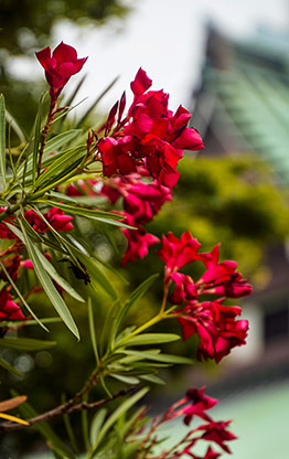 FUKUOAKA | JAPAN FUKUOAKA | JAPAN