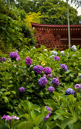 KAMAKURA | JAPAN KAMAKURA | JAPAN