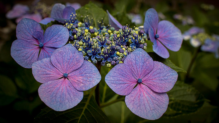 KAMAKURA | JAPAN KAMAKURA | JAPAN