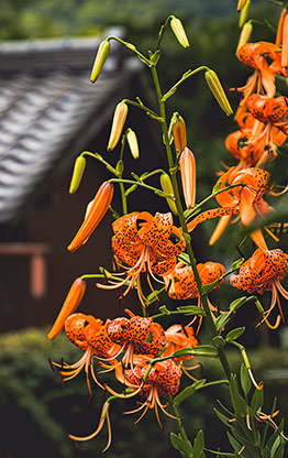 KYOTO | JAPAN KYOTO | JAPAN