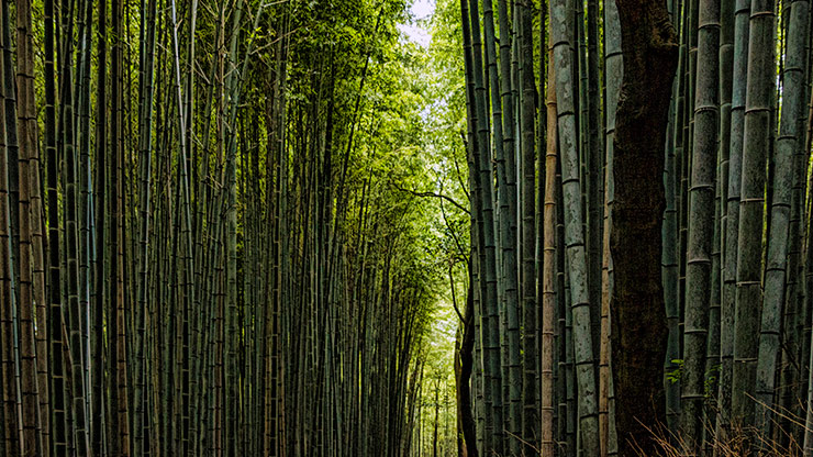 KYOTO | JAPAN KYOTO | JAPAN