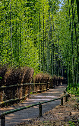 KYOTO | JAPAN KYOTO | JAPAN