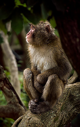 KYOTO | JAPAN KYOTO | JAPAN