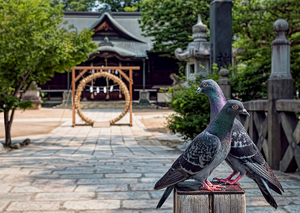 MATSUMOTO | JAPAN MATSUMOTO | JAPAN