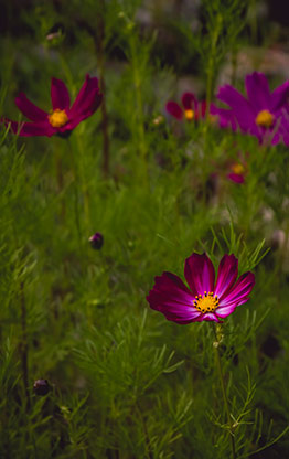NAKASENDO TRAIL | JAPAN NAKASENDO TRAIL | JAPAN