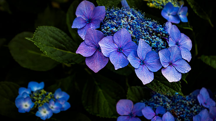 NAKASENDO TRAIL | JAPAN NAKASENDO TRAIL | JAPAN