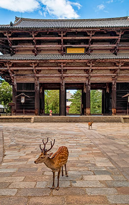 NARA | JAPAN NARA | JAPAN