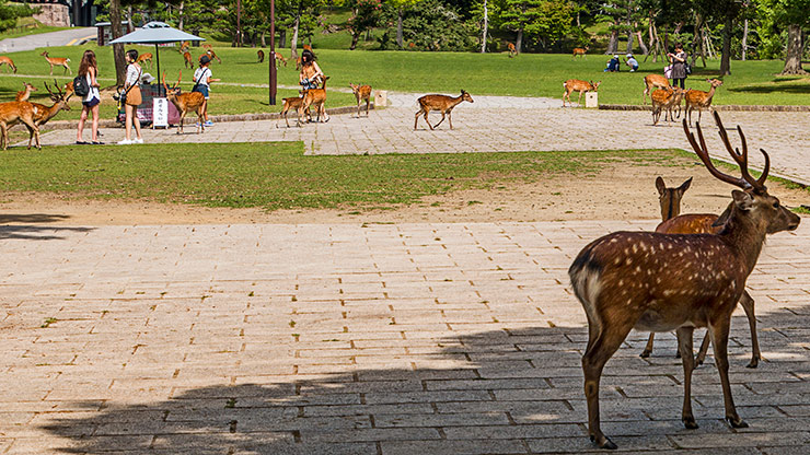 NARA | JAPAN NARA | JAPAN