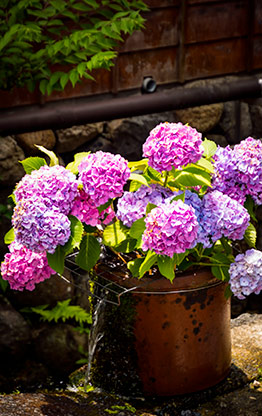 TSUMAGO | JAPAN TSUMAGO | JAPAN