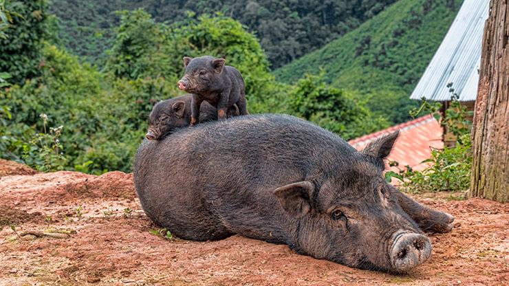 AKHA VILLAGE | LAOS