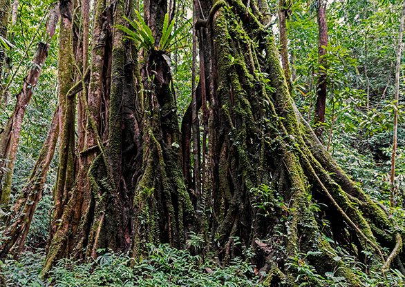 NAM HA JUNGLE | LAOS