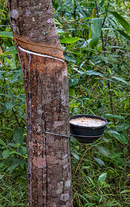 NAM HA JUNGLE | LAOS