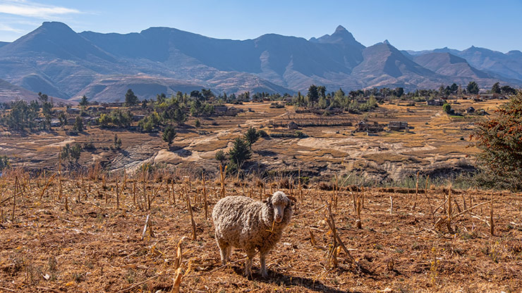 HA-MOLAPO | LESOTHO