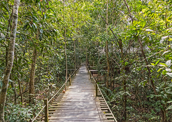 KINABATANGAN RIVER | MALAYSIA