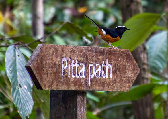 KINABATANGAN RIVER | MALAYSIA