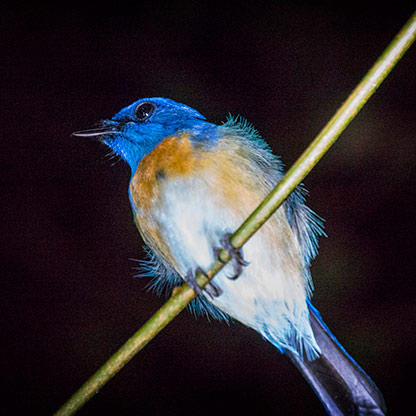 KINABATANGAN RIVER | MALAYSIA