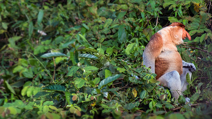 KINABATANGAN RIVER | MALAYSIA