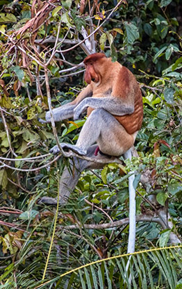 KINABATANGAN RIVER | MALAYSIA