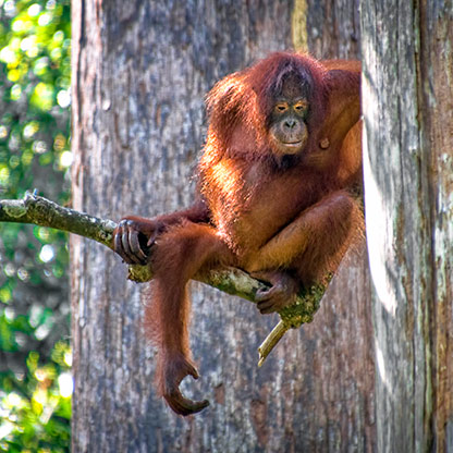 KINABATANGAN RIVER | MALAYSIA