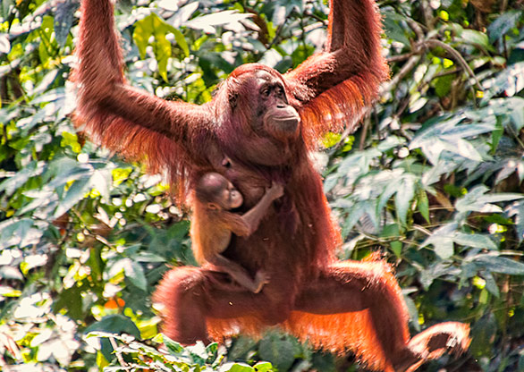 KINABATANGAN RIVER | MALAYSIA
