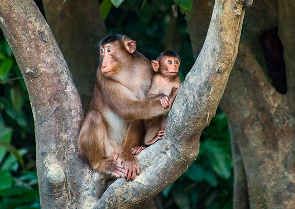 KINABATANGAN RIVER | MALAYSIA