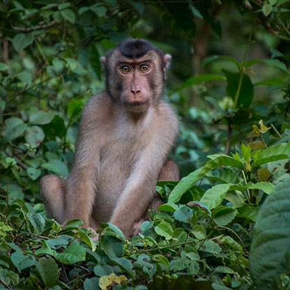 KINABATANGAN RIVER | MALAYSIA