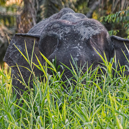 KINABATANGAN RIVER | MALAYSIA