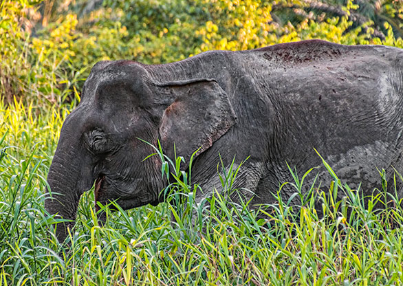 KINABATANGAN RIVER | MALAYSIA