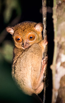 KINABATANGAN RIVER | MALAYSIA