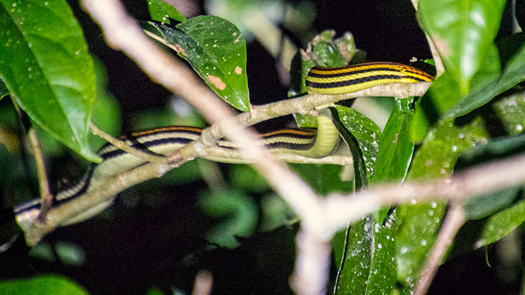 KINABATANGAN RIVER | MALAYSIA