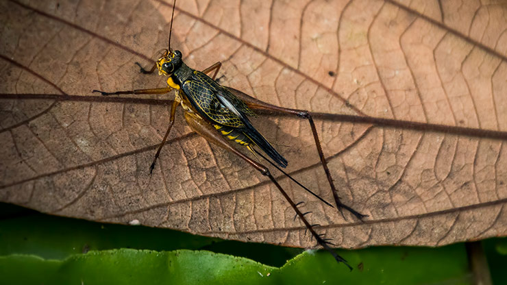 KINABATANGAN RIVER | MALAYSIA