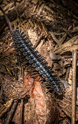 KINABATANGAN RIVER | MALAYSIA