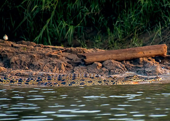 KINABATANGAN RIVER | MALAYSIA