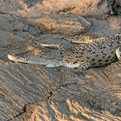 KINABATANGAN RIVER | MALAYSIA