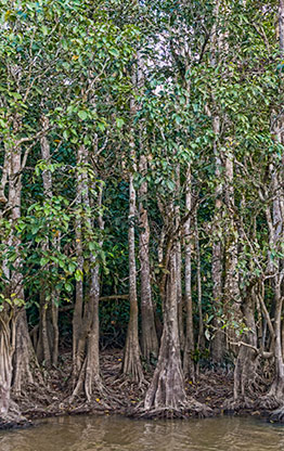 KINABATANGAN RIVER | MALAYSIA