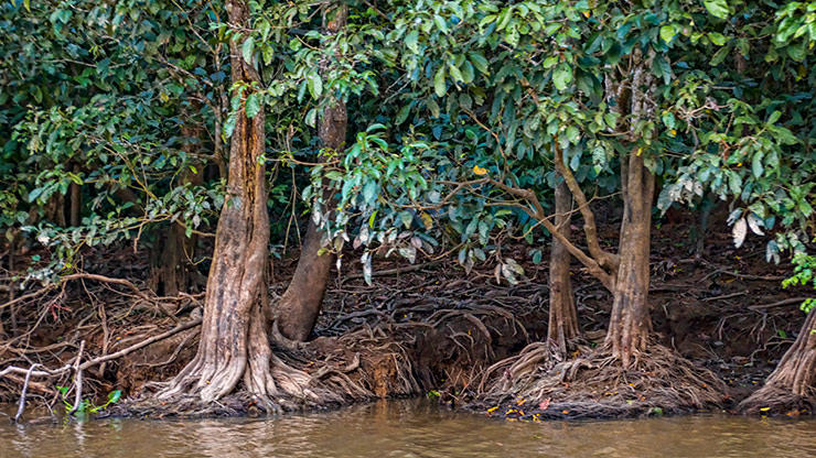 KINABATANGAN RIVER | MALAYSIA