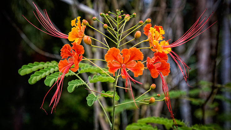 KINABATANGAN RIVER | MALAYSIA