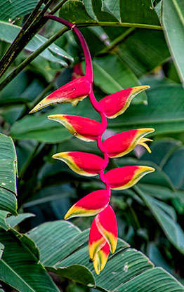 KINABATANGAN RIVER | MALAYSIA