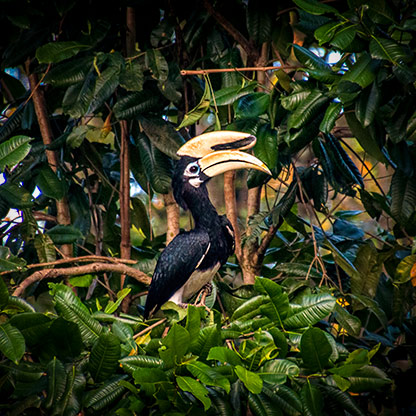 KINABATANGAN RIVER | MALAYSIA