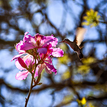 AGUASCALIENTES | MEXICO