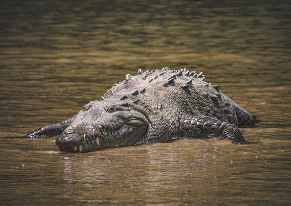 CANYON DE SUMIDERO | MEXICO